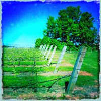 Stephanie Schaltter Art - On the Michigan Wine Trail