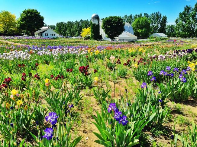 irisfarm3